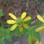 Verbesina encelioides Flower