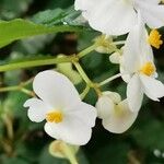 Begonia cubensis Fleur