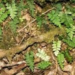 Adiantum diaphanum ശീലം