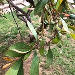 Hakea laurina Φύλλο