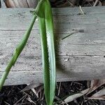 Chloraea membranacea Leaf