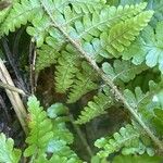 Dryopteris cristata Kůra