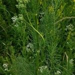 Thalictrum lucidum Leaf