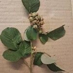 Rubus ellipticus List