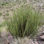 Mulguraea scoparia Habit