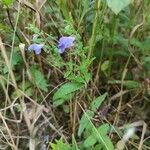 Scutellaria galericulata Elinympäristö