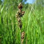 Carex hartmaniorum Hedelmä