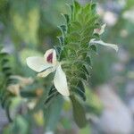 Tetramerium nervosum Flower