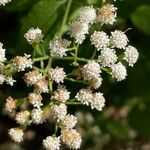 Ageratina jucunda 花