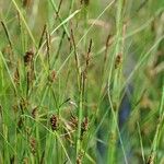 Carex lasiocarpa Hábito