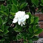 Gardenia jasminoides Fiore