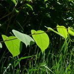 Reynoutria japonica Blatt