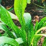 Aspidistra sichuanensis Yeri