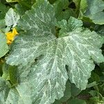 Cucurbita moschata Лист