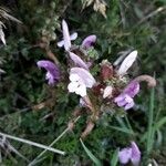 Pedicularis sylvatica Fleur