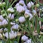 Erigeron philadelphicus Kwiat