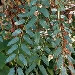 Marcetella moquiniana Likasa