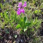 Primula latifolia花