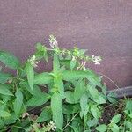 Stachys gilliesiiFlower