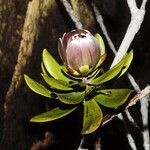 Melaleuca dawsonii Flor