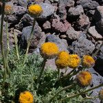 Erigeron compositus Hábito