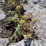 Chenopodium ficifolium Alkat (teljes növény)