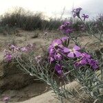 Marcus-kochia littorea Flower