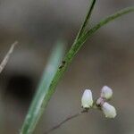 Polystachya seticaulis Flor