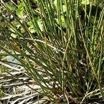 Juncus effusus List