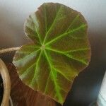 Begonia heracleifolia 叶