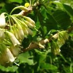 Acnistus arborescens Fruto