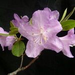 Rhododendron oreotrephes Květ