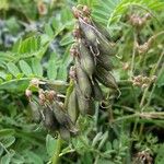 Astragalus alpinus Ffrwyth