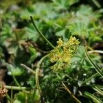 Alchemilla fissa Blüte