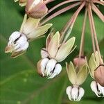 Asclepias exaltata Квітка
