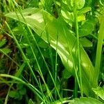 Traunsteinera globosa Hoja