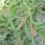 Amaranthus muricatus Leht