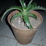 Dyckia brevifolia Лист