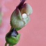 Scrophularia nodosa പുഷ്പം