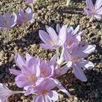 Colchicum speciosum Λουλούδι