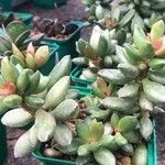 Adromischus schuldtianus List