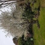 Prunus spinosa ফুল