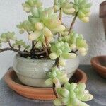 Sedum pachyphyllum Liść