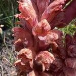 Orobanche rapum-genistae Flower