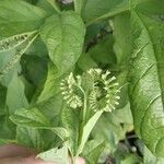 Heliotropium glabrum Flower