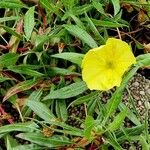 Oenothera macrocarpa Folha