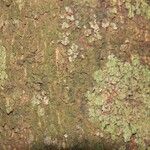 Xylopia pulcherrima Corteza