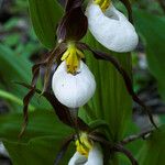 Cypripedium montanum Цвят