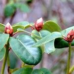 Rhododendron augustinii Λουλούδι