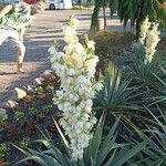 Yucca filamentosa Flower